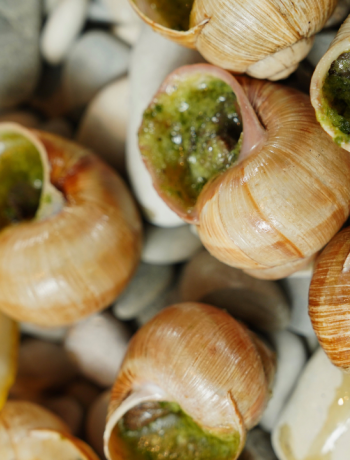 Benefits of eating snails