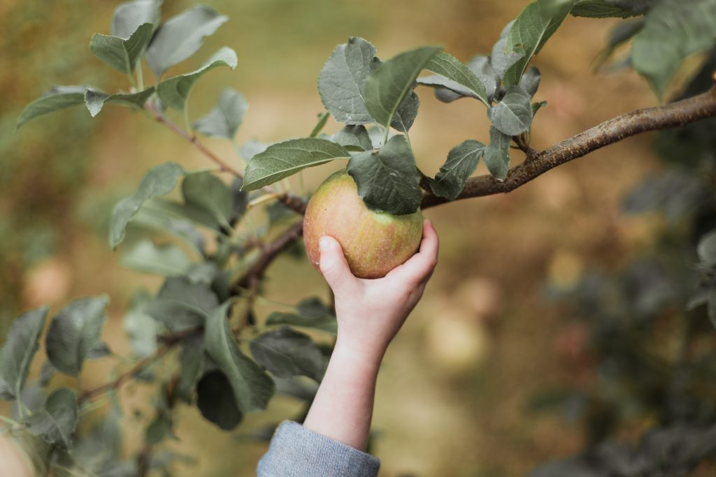 fruit picking