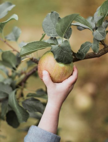 fruit picking
