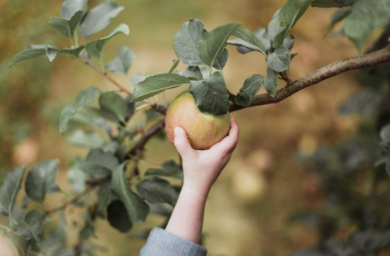 fruit picking