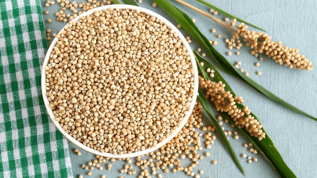 sorghum