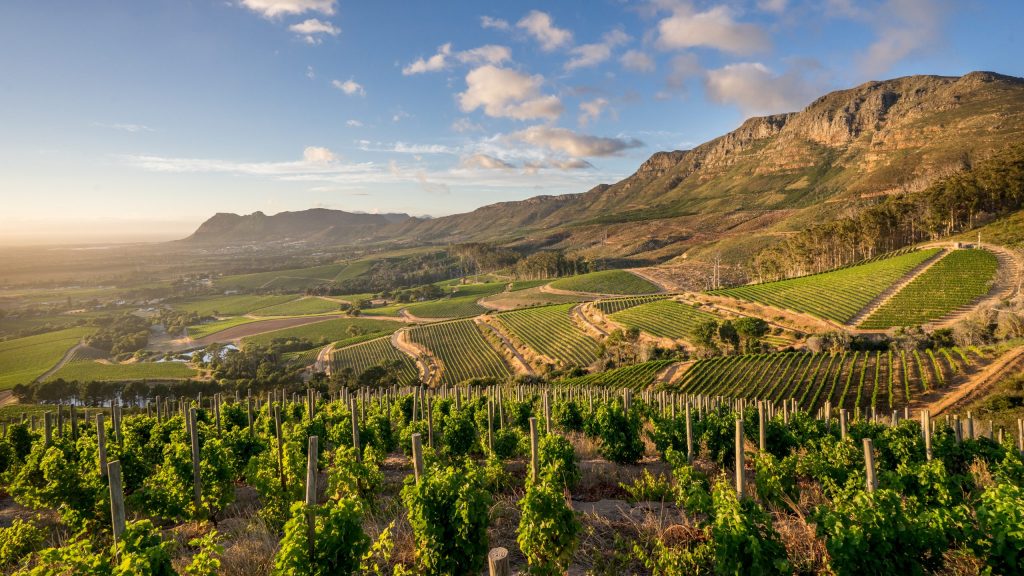 Constantia Vineyards