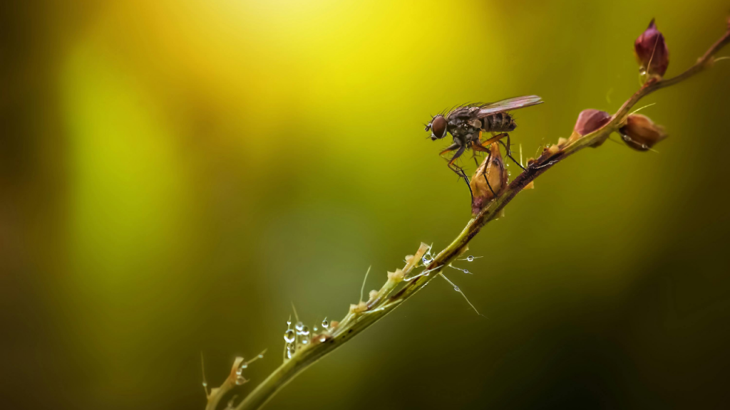 image showing housefly and how to prevent house flies naturally