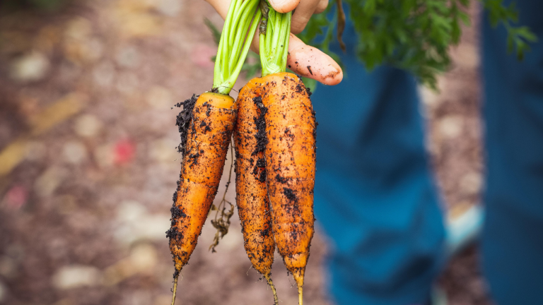 carrots and carrot cake