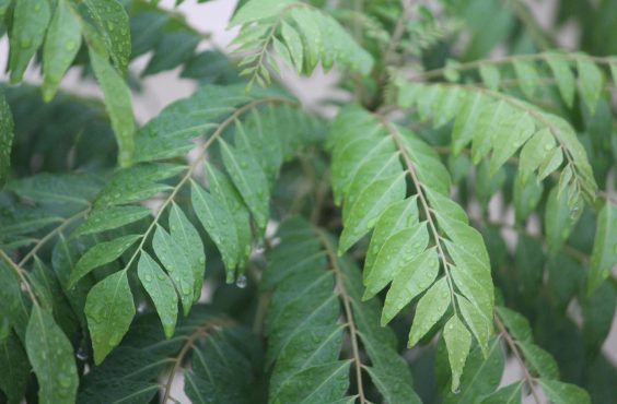 curry leaves