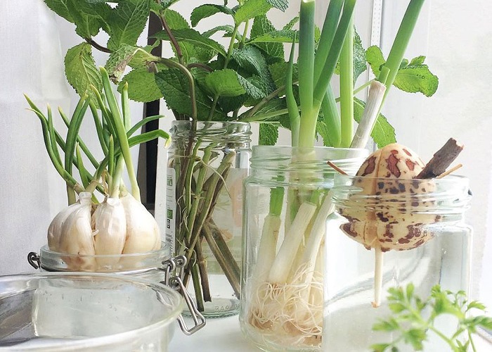 Scrap gardening: 5 Supermarket foods you can regrow on your windowsill