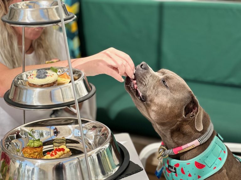 Doggy high tea