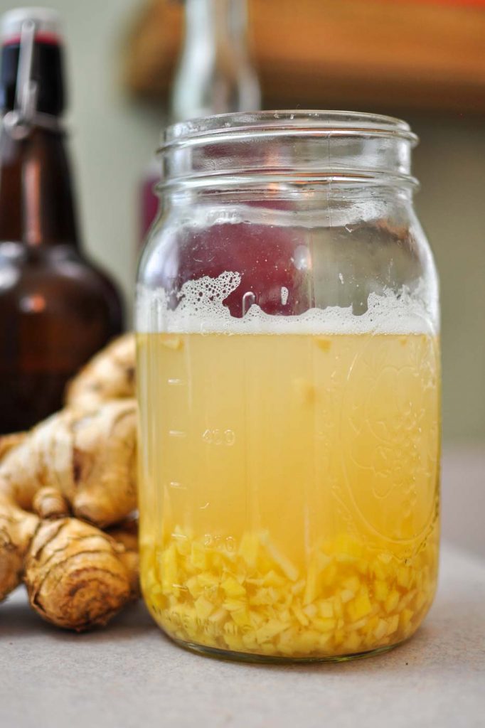 ginger bug
