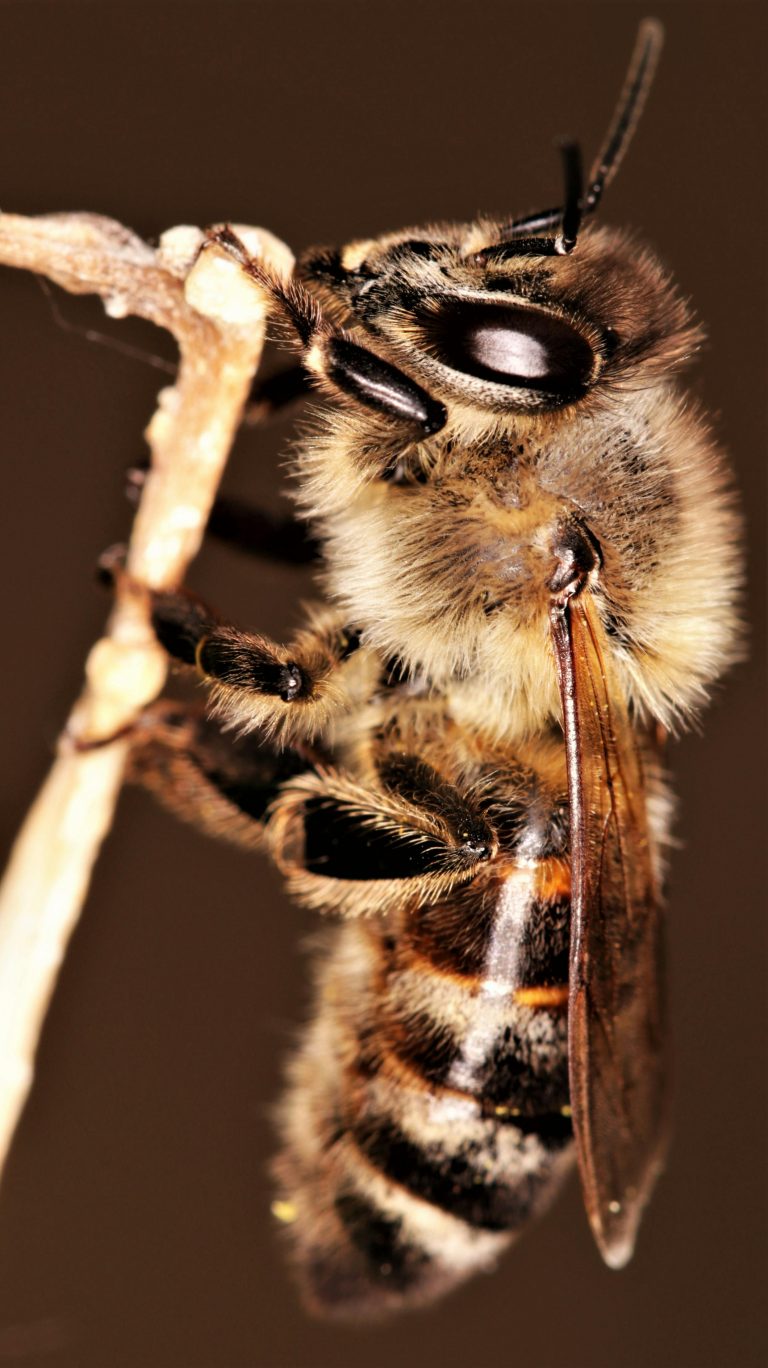 Honey Bee