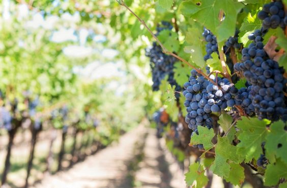 5 Black winemakers to look out for