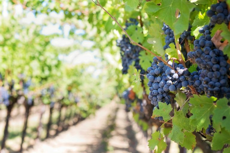 5 Black winemakers to look out for