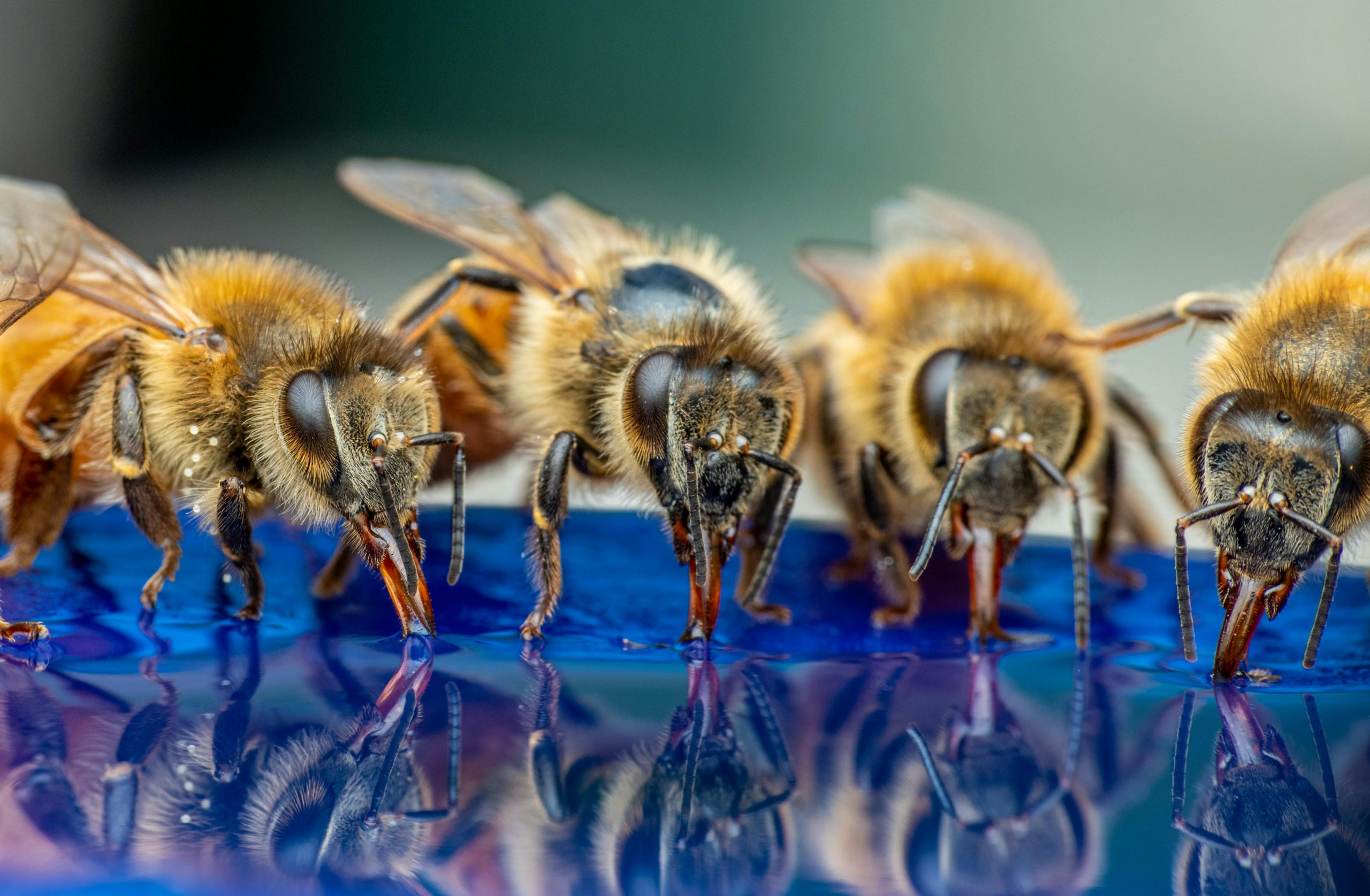 Honey Bee
