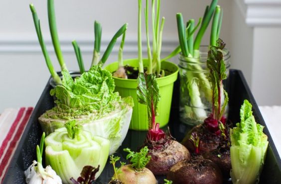 Scrap gardening: 5 Supermarket foods you can regrow