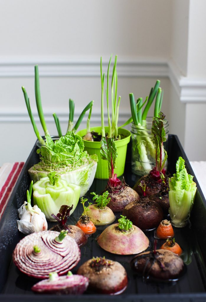 Scrap gardening: 5 Supermarket foods you can regrow