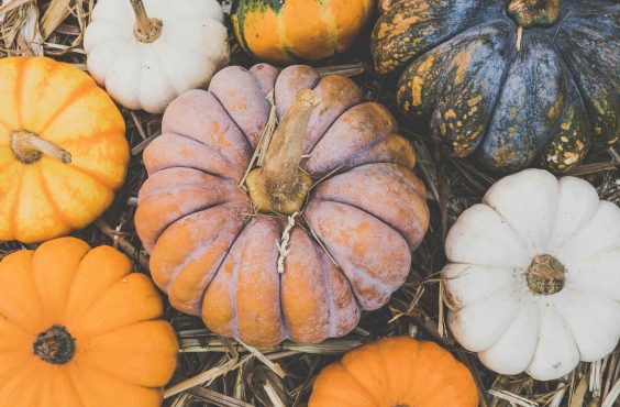 pumpkin leaves
