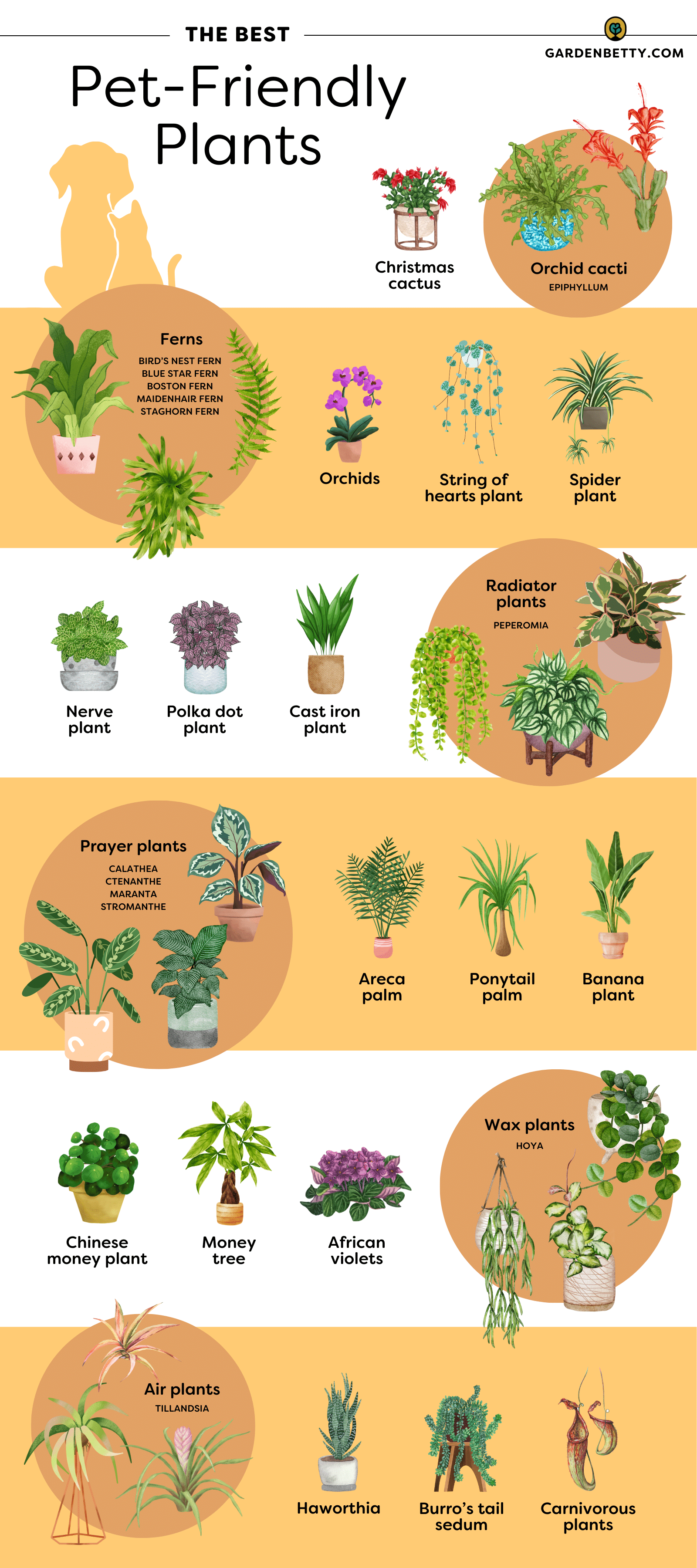 pet-friendly plants