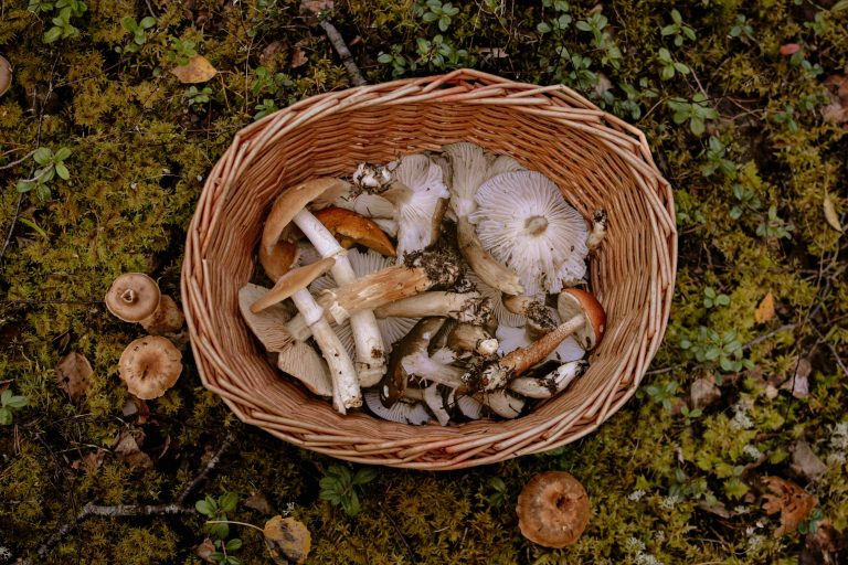 mushrooms