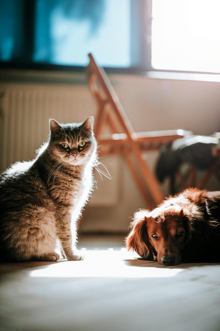pets