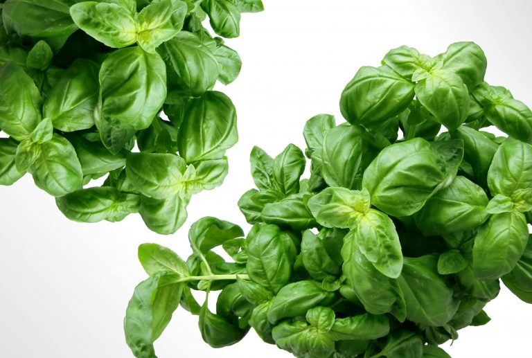 benefits of basil
