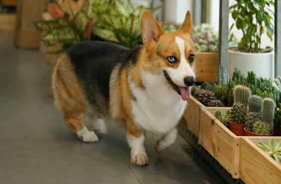 pet-friendly