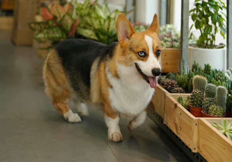 pet-friendly