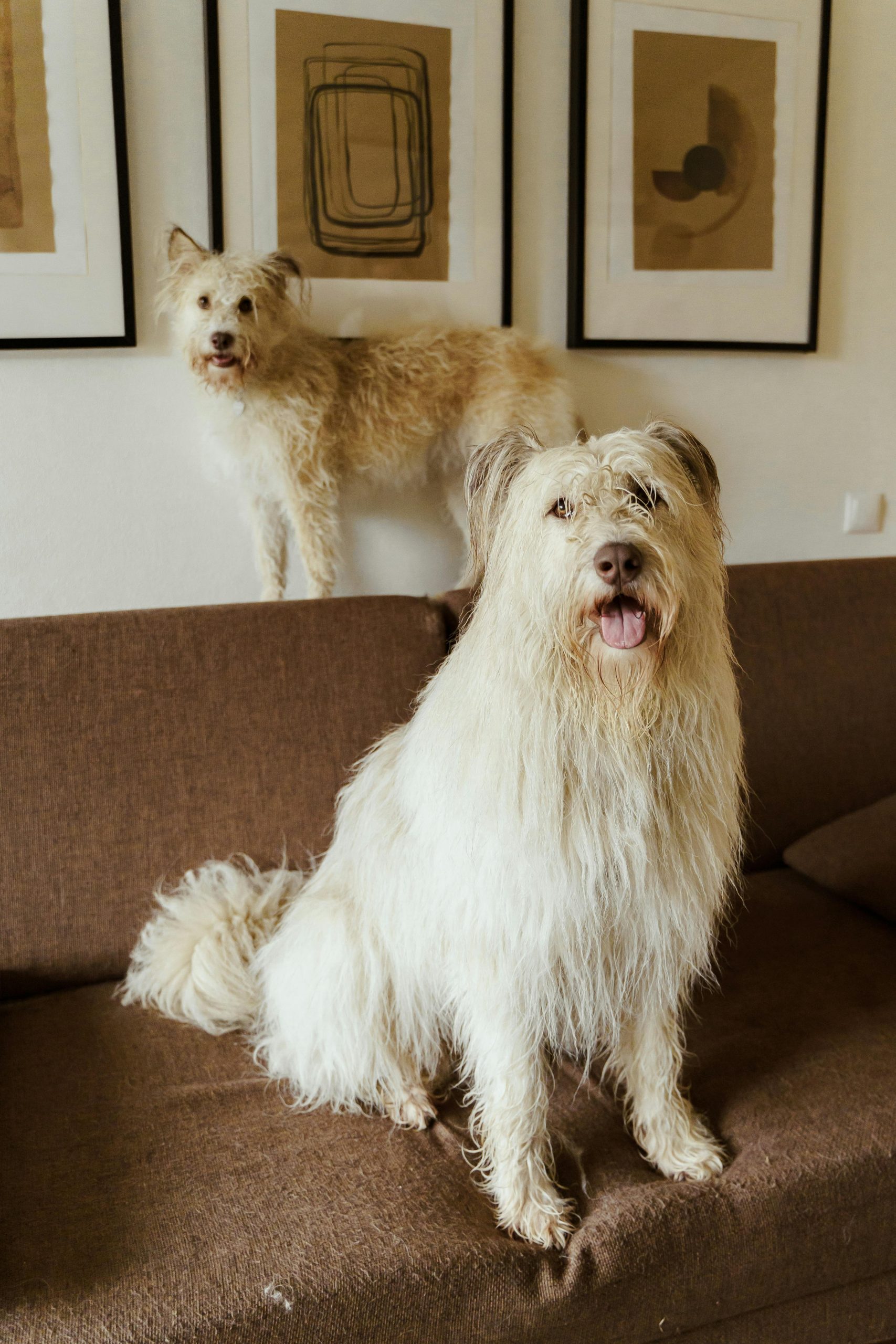 pets