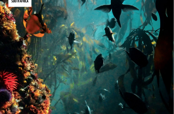 WWF-SASSI 2024 report