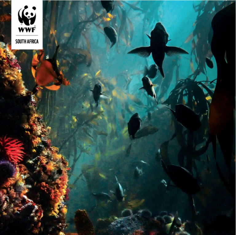 WWF-SASSI 2024 report