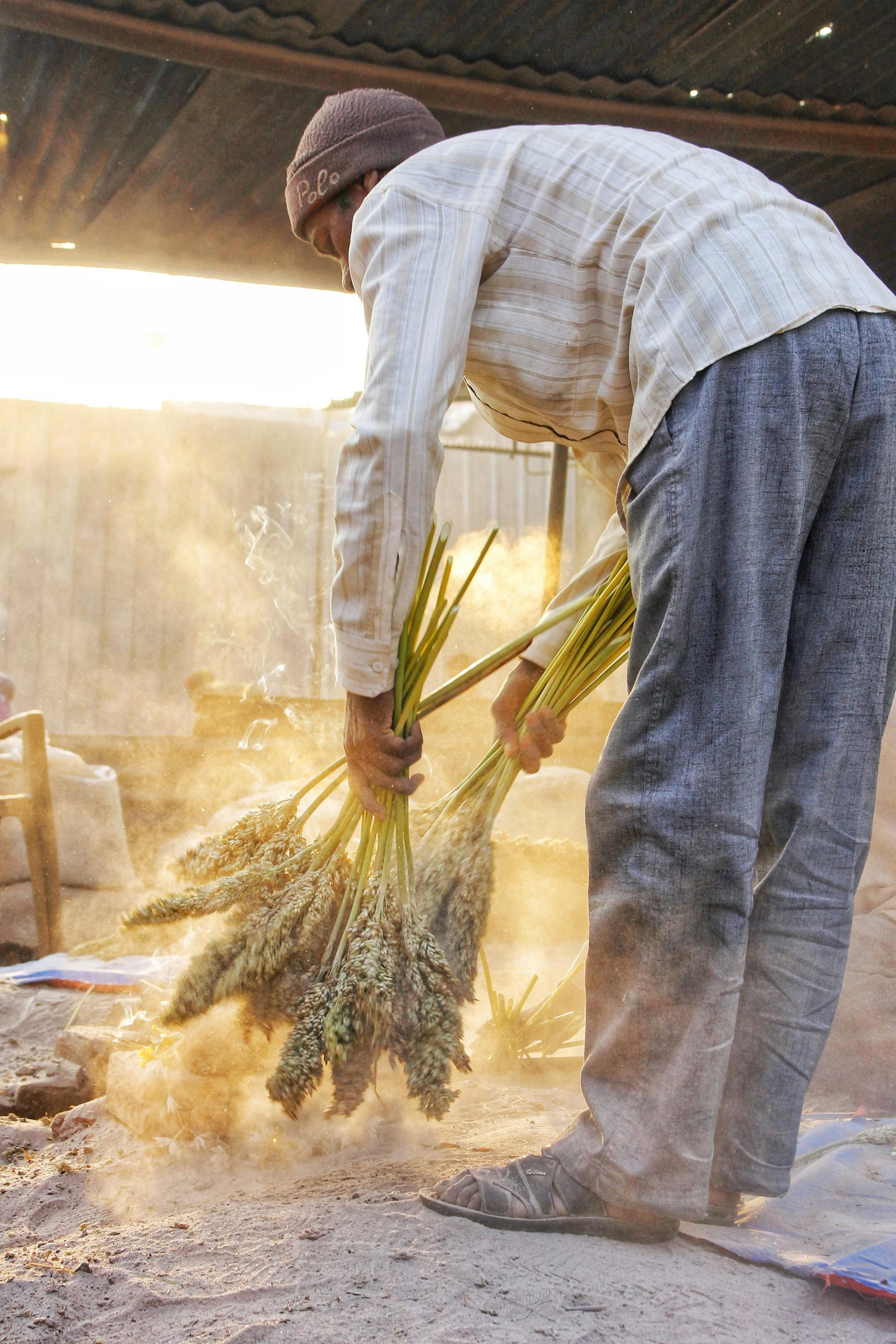 sorghum