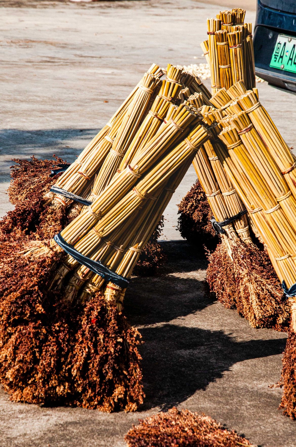 sorghum