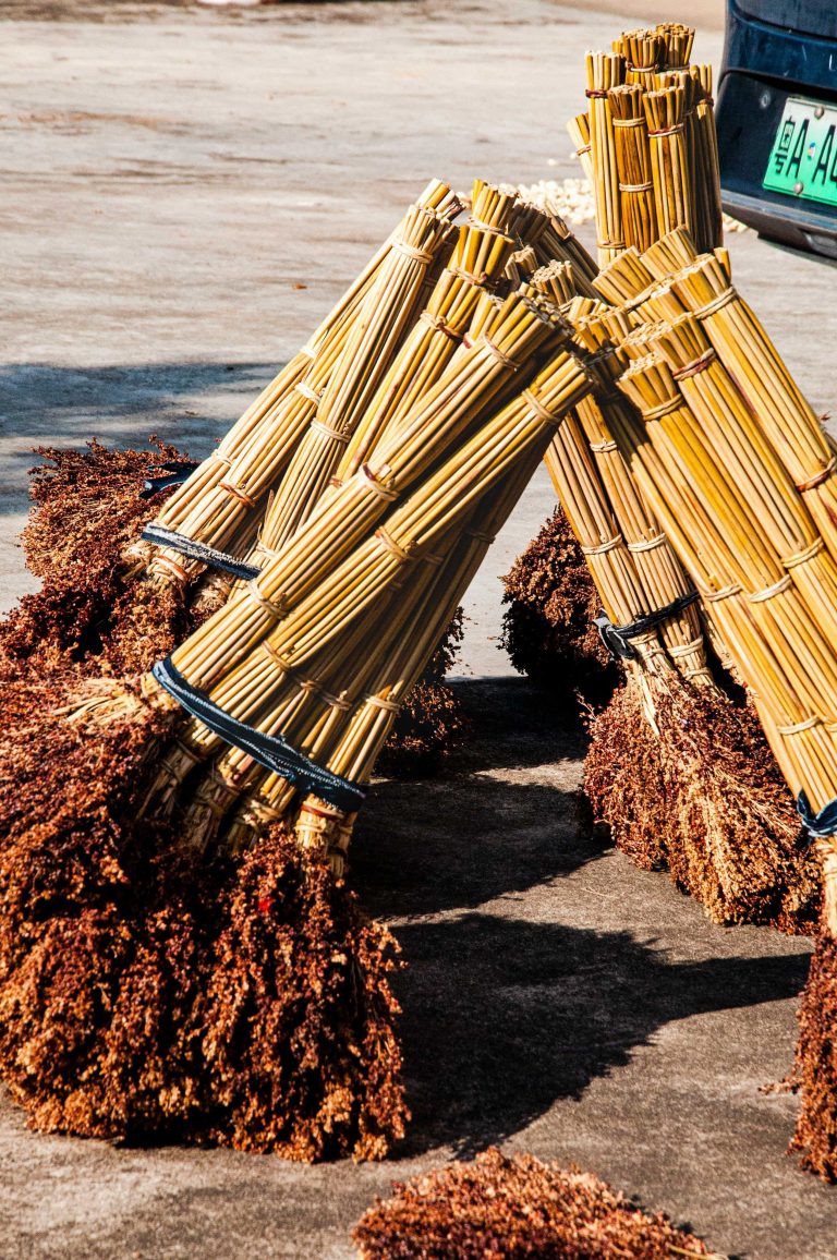 sorghum