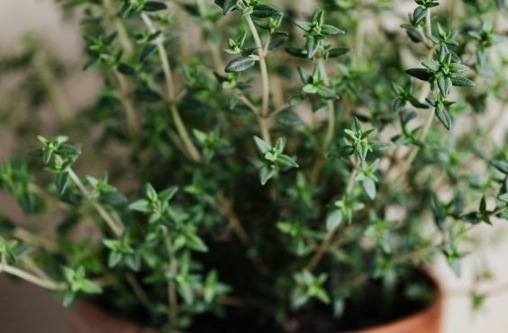 How to propagate thyme for an endless supply