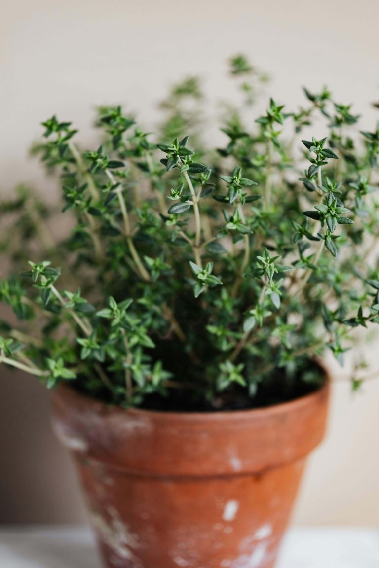 How to propagate thyme for an endless supply