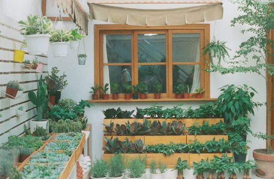 indoor herb garden