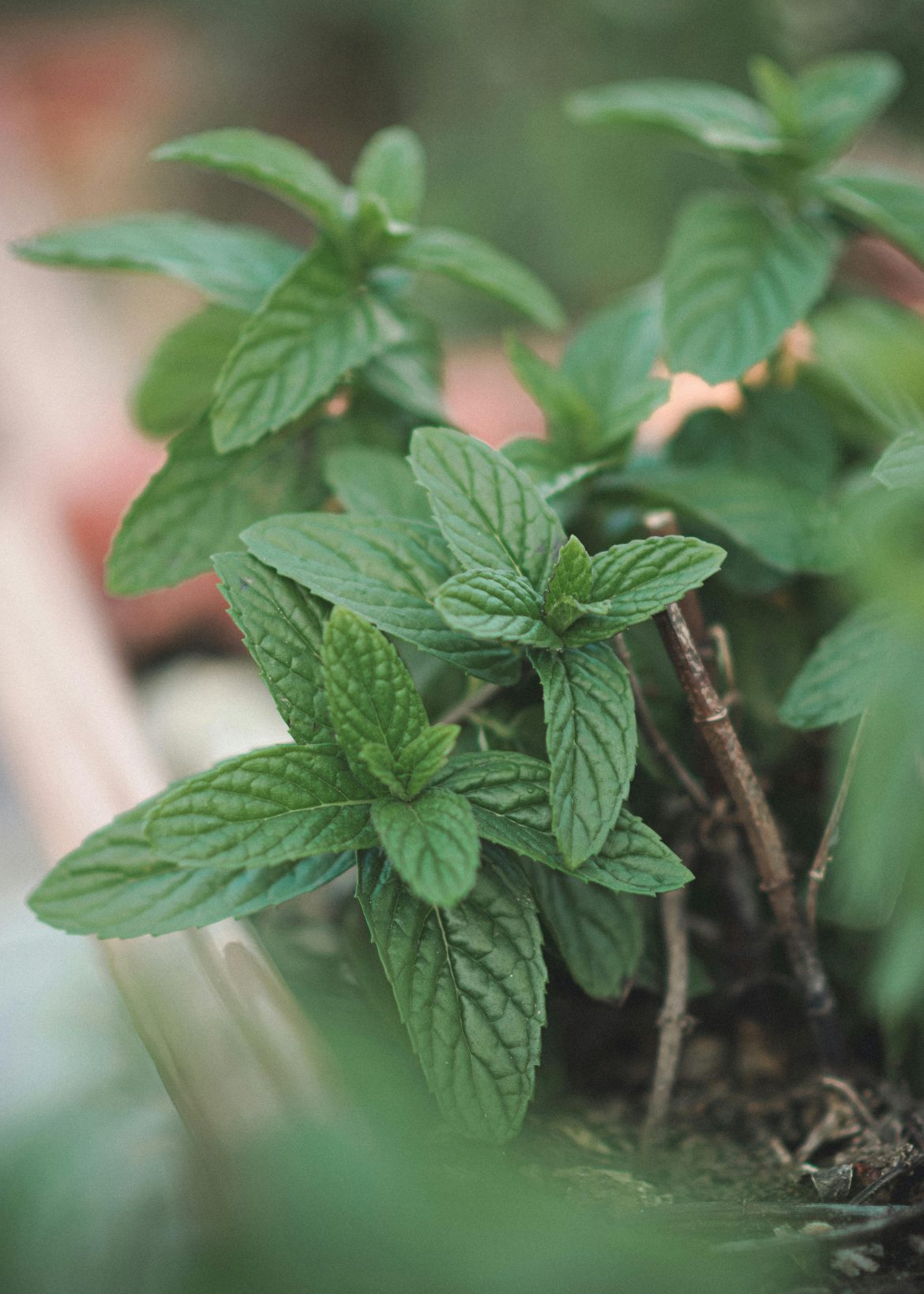 Benefits of peppermint tea health benefits of peppermint tea