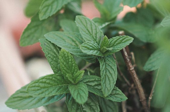 health benefits of peppermint tea