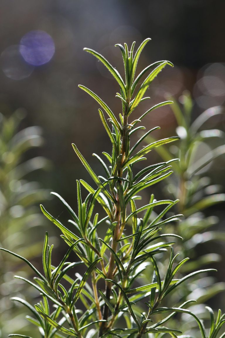 how to propagate rosemary