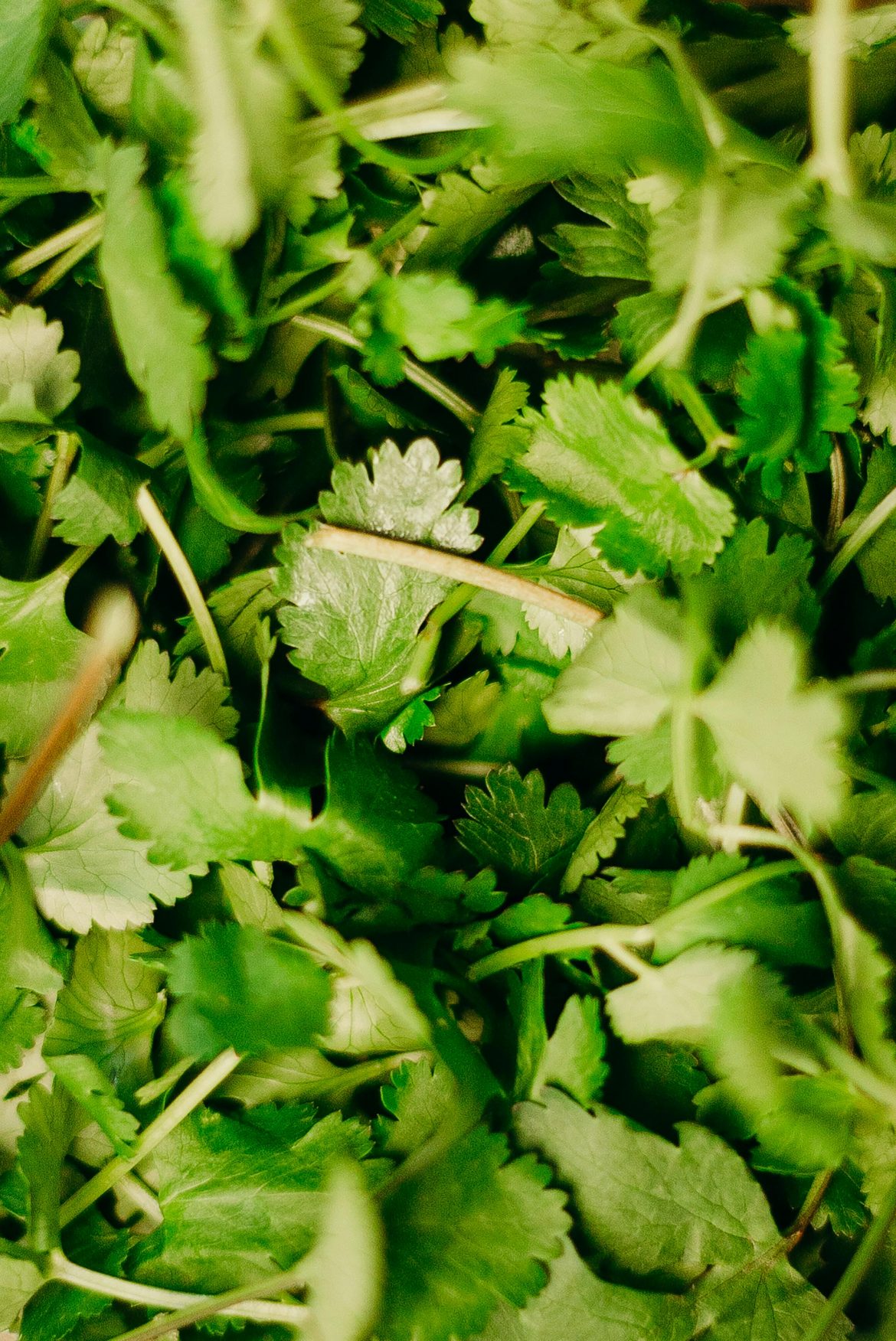 why coriander tastes like soap