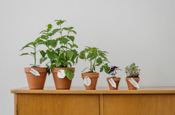 low-light indoor herbs that will survive autumn and winter