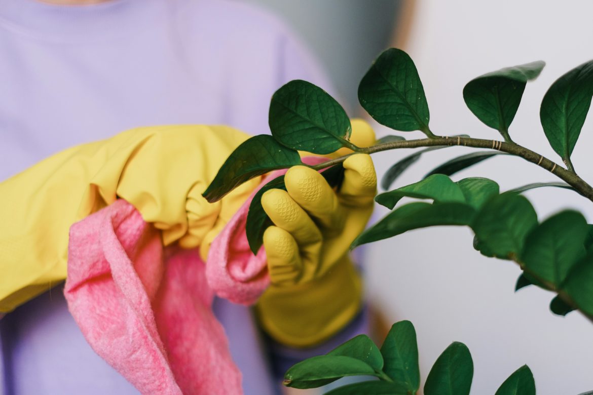 how to clean your houseplants