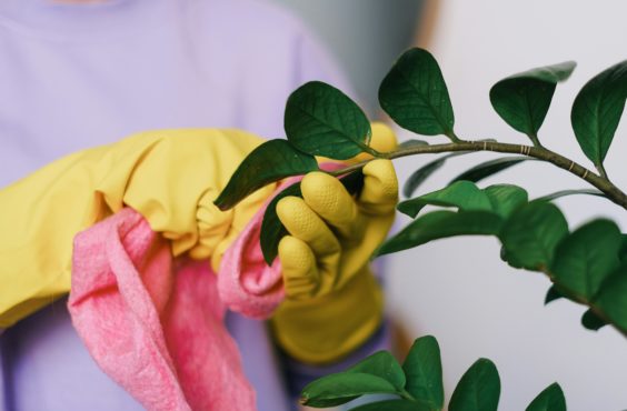 how to clean your houseplants