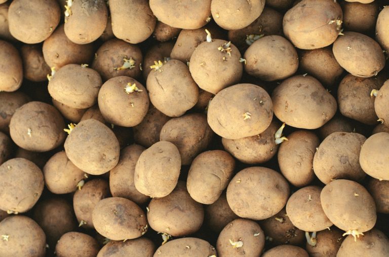 Why potatoes sprout and how to stop it potatoes