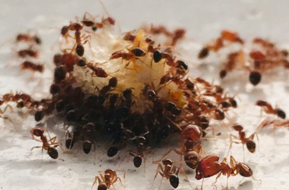 ants