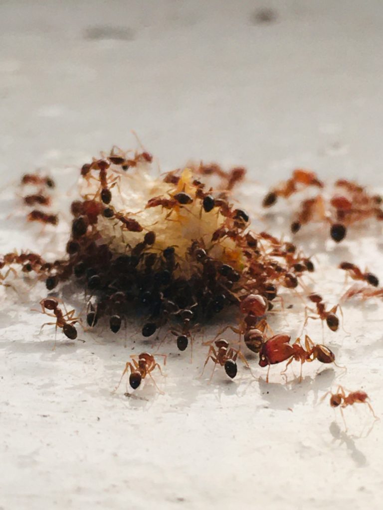 Natural ways to keep ants at bay in the kitchen ants