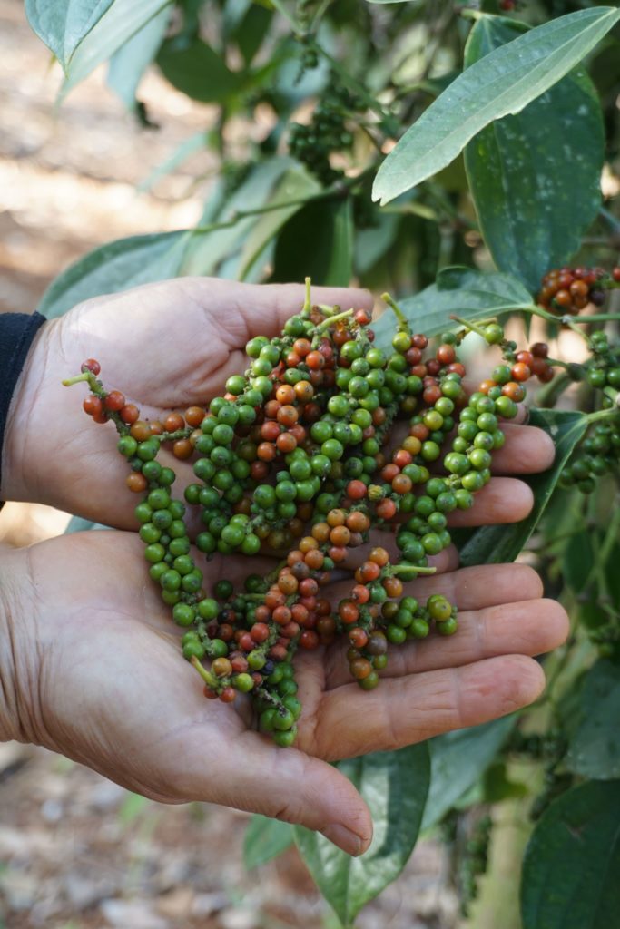 white pepper vs black pepper