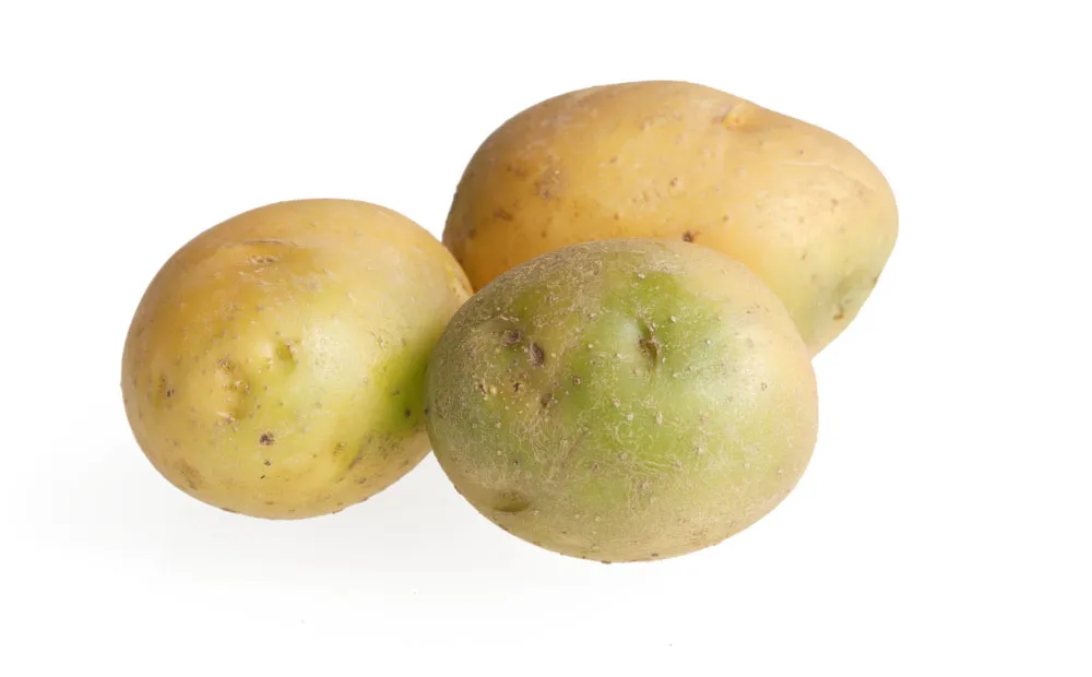 Can you still eat green potatoes? can you still eat green potatoes