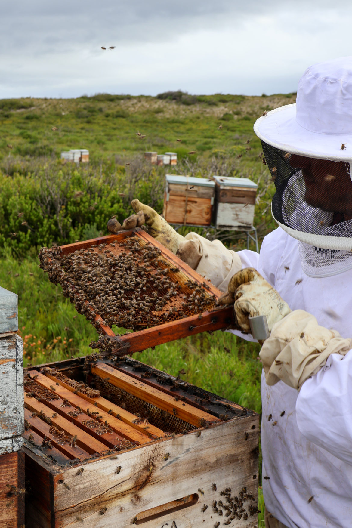 South African honey