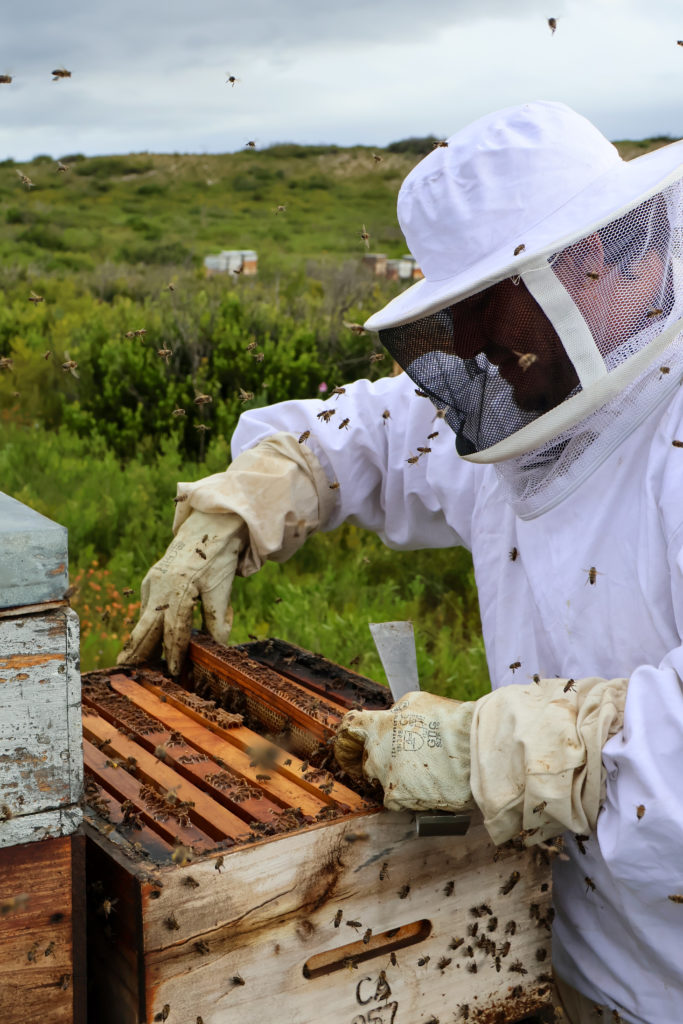 South African honey