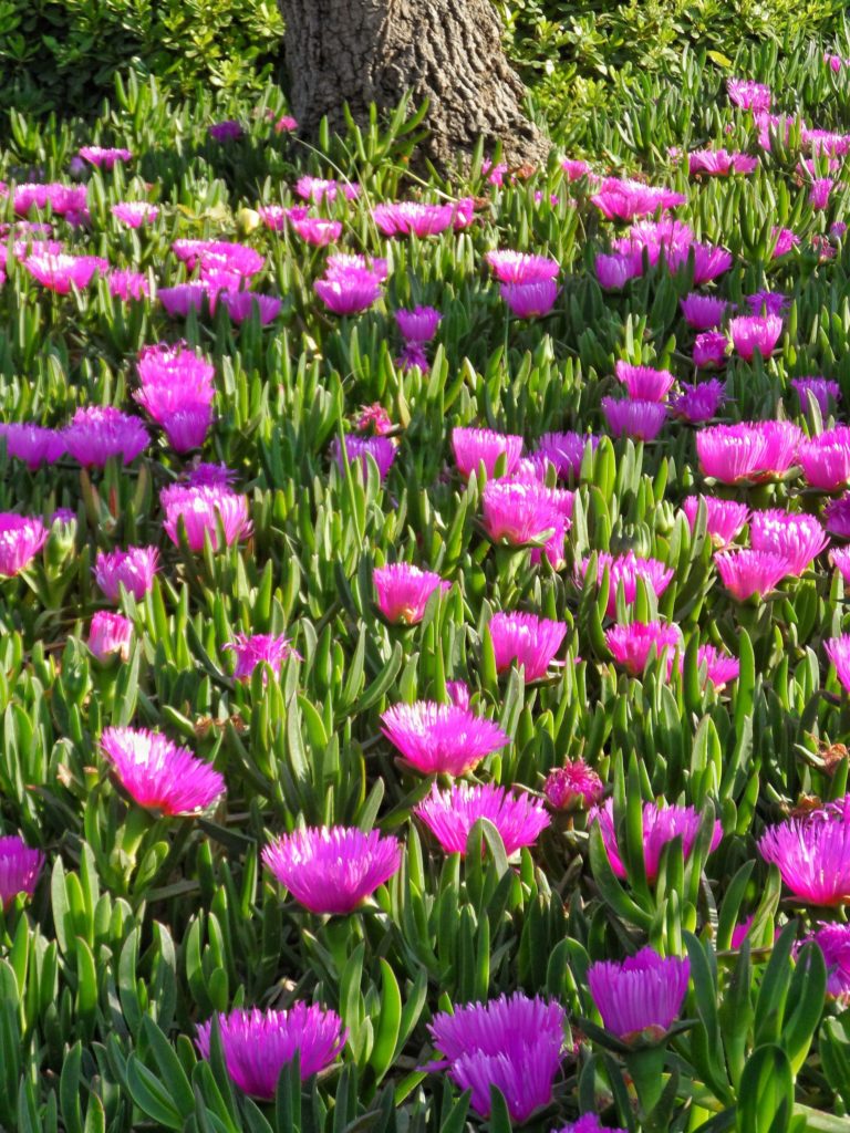fynbos