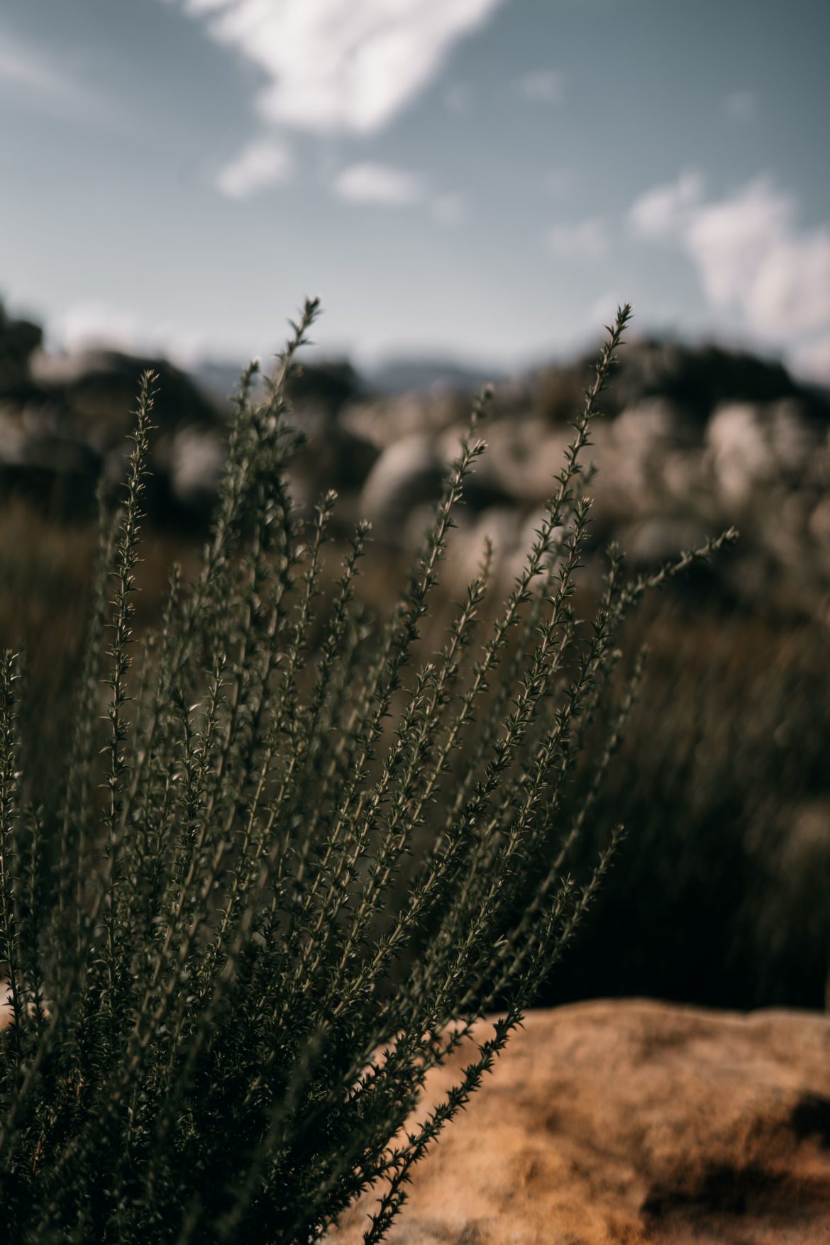 These 4 fynbos plants are edible fynbos
